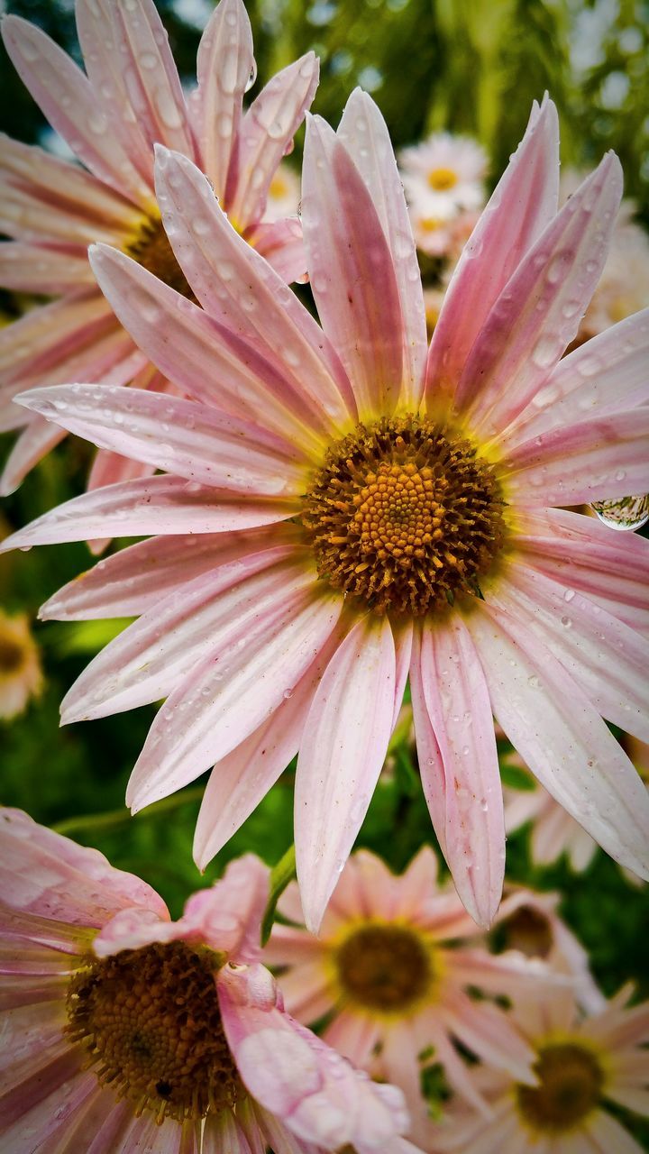 flower, freshness, petal, flower head, fragility, close-up, growth, beauty in nature, pink color, single flower, nature, pollen, focus on foreground, blooming, plant, in bloom, red, outdoors, stamen, no people