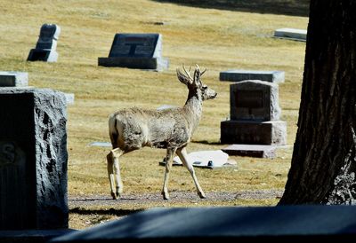 Deer standing on field