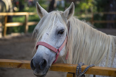 Close-up of a horse