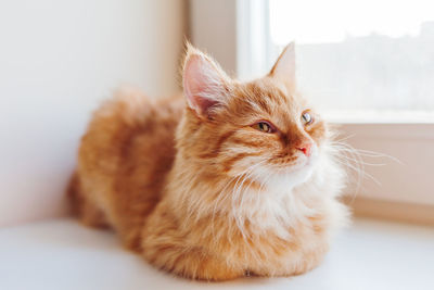 Cute ginger cat sitting on window sill. cozy home background with domestic fluffy pet.