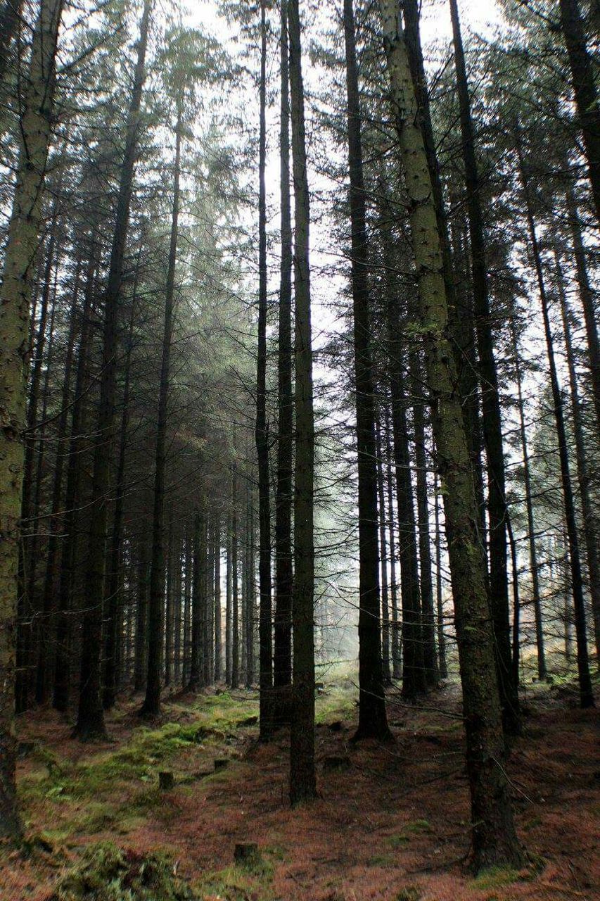 tree, forest, tree trunk, woodland, tranquility, tranquil scene, growth, nature, beauty in nature, scenics, non-urban scene, tall - high, landscape, low angle view, branch, day, woods, idyllic, outdoors, no people