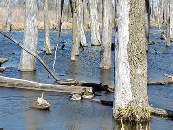 View of wooden post in sea