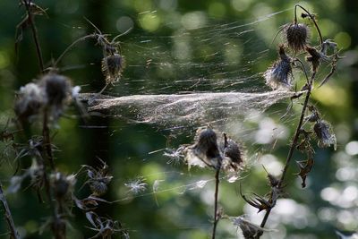 Close-up of bird perching on spider web