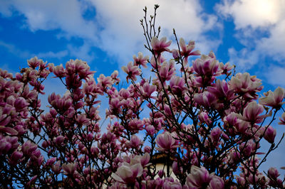 Low angle view of pink flowering tree against sky