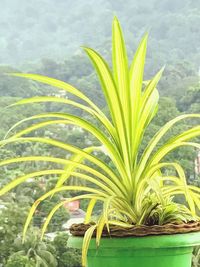 Close-up of fresh green plant