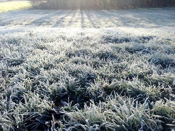 Close-up of grass on field