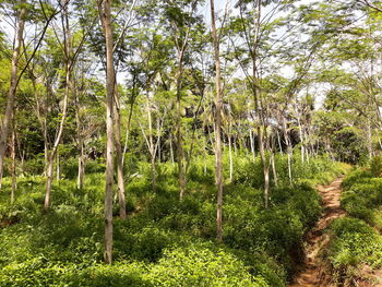 View of trees in forest