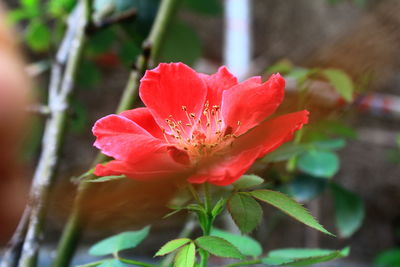 Close-up of red flower