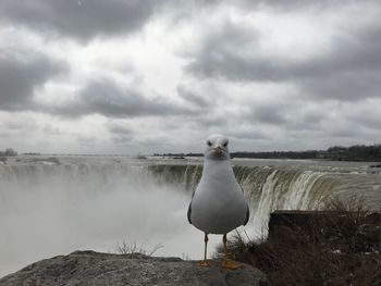 Seagull on a rock against cloudy sky