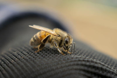 Close-up of insect