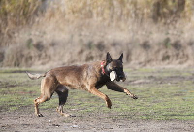 Dog running on field