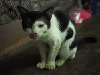 Portrait of cat sitting outdoors