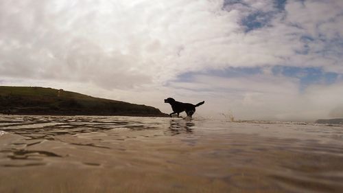 Dog on beach against sky during sunset