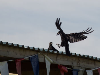 Low angle view of birds flying against sky