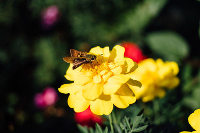 Close-up of butterfly pollinating on yellow flower