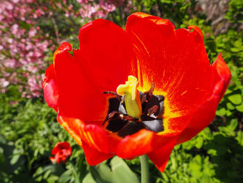 Close-up of red rose flower