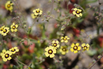 Close-up of yellow flowering plants