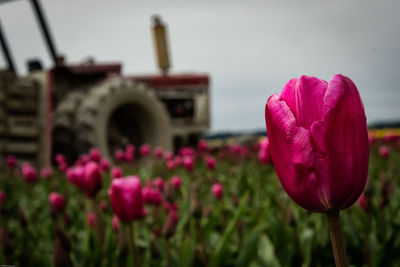 Close-up of pink flowers blooming against sky