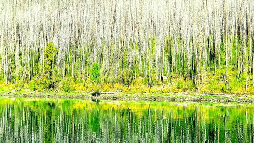 Scenic view of lake in forest