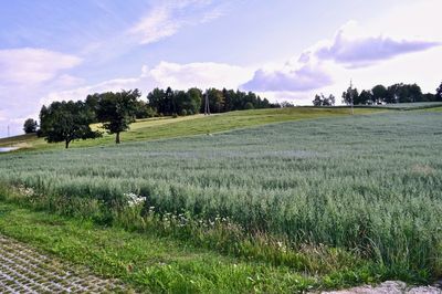 Scenic view of agricultural field against sky