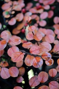 Close-up of pink flowering plant leaves