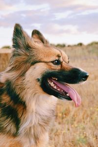 Close-up of a dog looking away