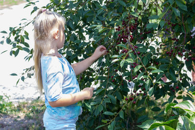 A girl picks ripe cherry berries from the branches in the summer in the village