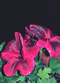 Close-up of hibiscus flower against black background