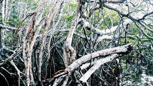 Low angle view of trees in forest