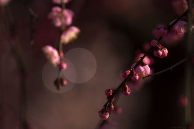 Close-up of pink flowers on branch