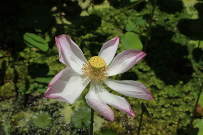 Close-up of white flower