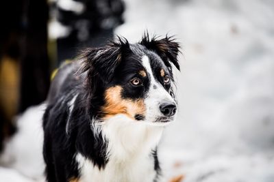 Close-up of dog looking away outdoors