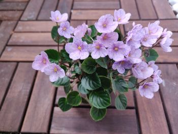 High angle view of pink flowering plant on table