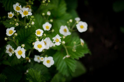 Close-up of white flowering plants