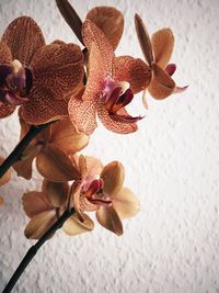 Close-up of orchids