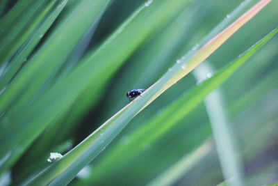 Close-up of insect on green leaf