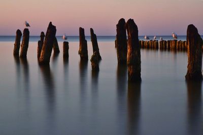 Seagulls perching on wooden posts in sea