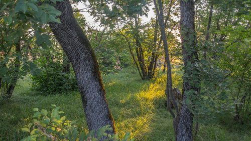 Scenic view of trees in park