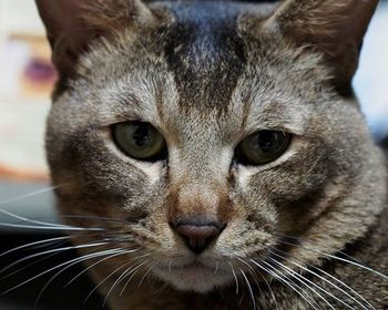 Close-up portrait of cat