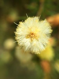 Close-up of dandelion