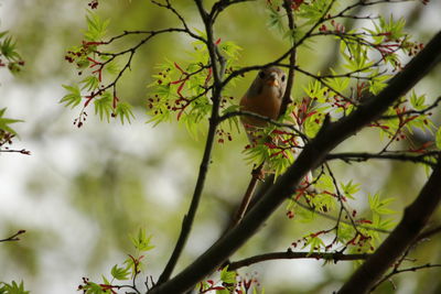 Close-up of bird perching on tree