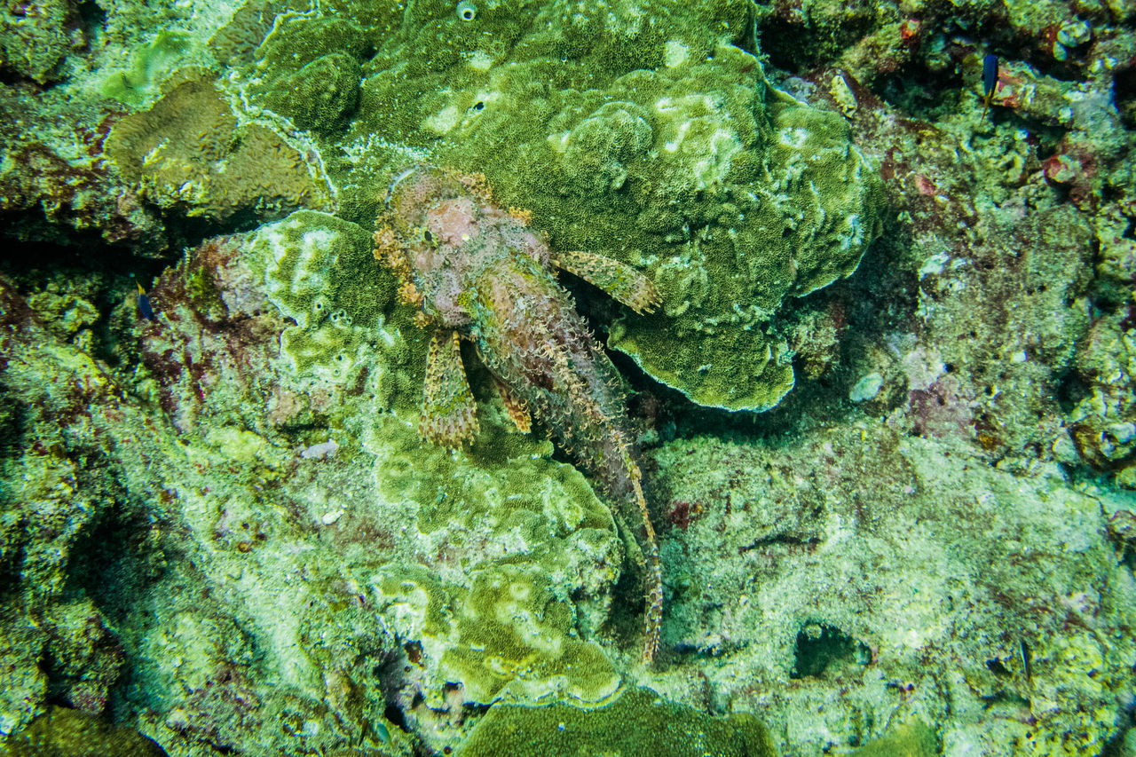 FULL FRAME SHOT OF CRAB IN WATER