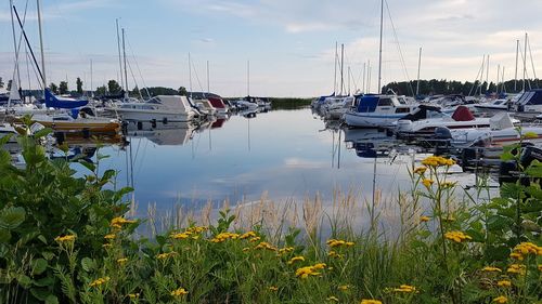 Sailboats moored at harbor