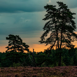 Silhouette tree on field against sky during sunset