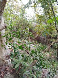 Plants growing in forest