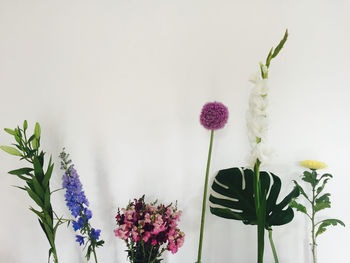 Pink flowers blooming on plant against white background