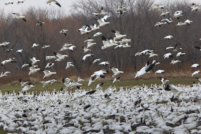 Flock of birds in the winter