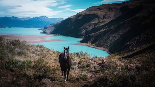 Horse standing on mountain 