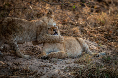 Two Lion cubs