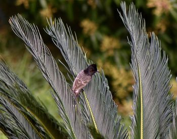 Close-up of bird flying